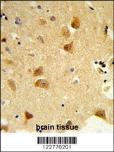 DERL1 Antibody