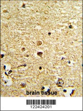 OLIG3 Antibody