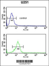 OLIG3 Antibody