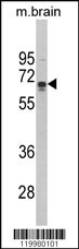 ZMYND11 Antibody