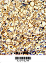 ADRA2B Antibody