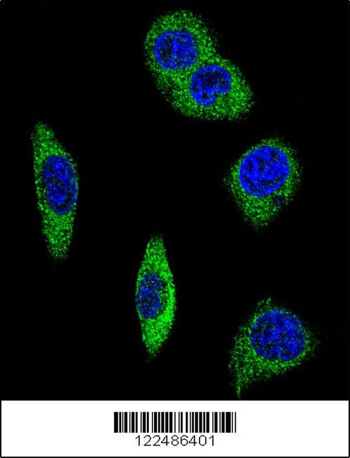 ADRA2B Antibody