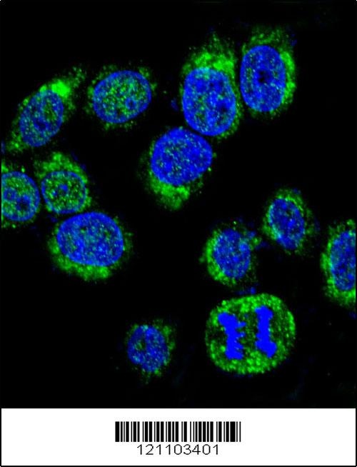 CALM1 Antibody