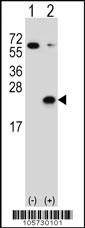 DUSP3 Antibody