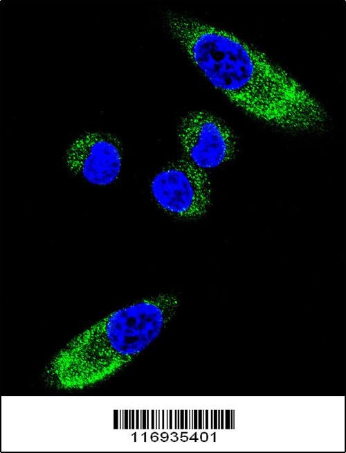 CYP1A1 Antibody