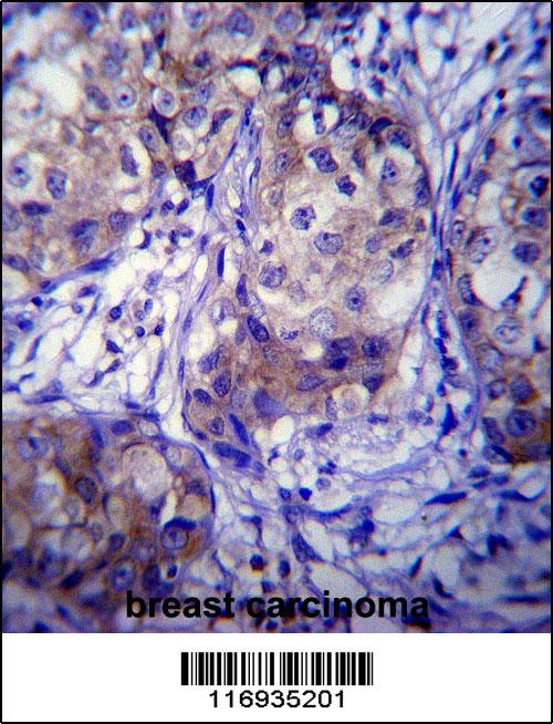 CYP1A1 Antibody