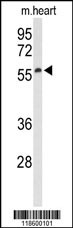 SESN1 Antibody