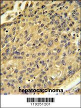 CTSH Antibody