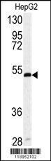 SERPINH1 Antibody