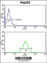 HOMER1 Antibody