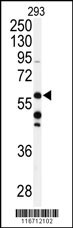 ADCK3 Antibody