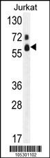 FASTK Antibody