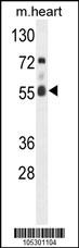 FASTK Antibody