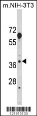 HOMER3 Antibody
