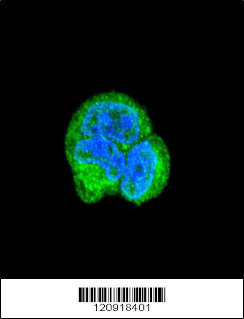 ASPA Antibody