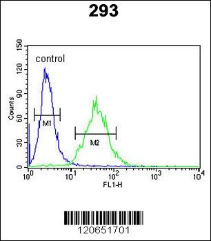 CEBPB Antibody