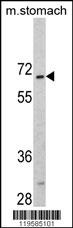 CREB3L1 Antibody