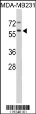CTSF Antibody
