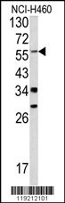 YAP1 Antibody