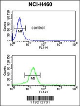 YAP1 Antibody