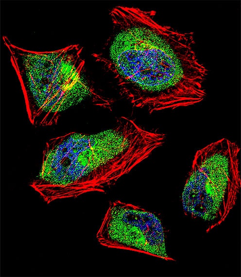 CNOT8 Antibody