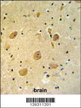 PAR16 Antibody