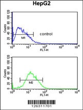 PAR16 Antibody