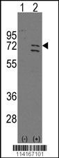 PARP6 Antibody