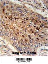 NDNF Antibody