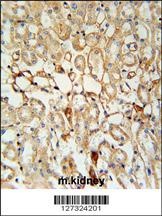 KCNV1 Antibody