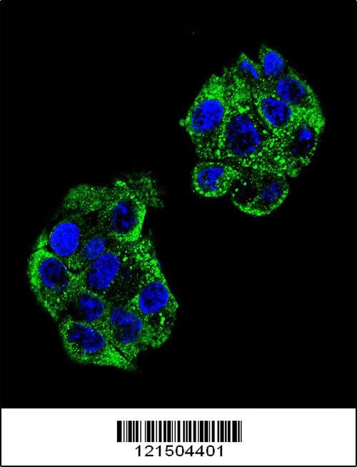 PON2 Antibody