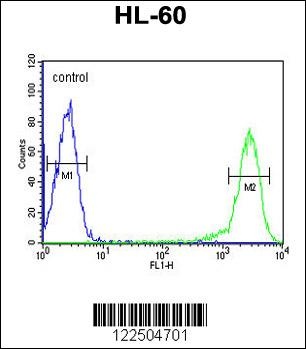 CALCR Antibody