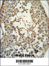 PMCH Antibody