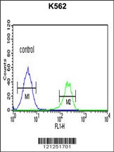 PMCH Antibody