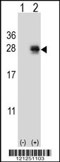 PMCH Antibody