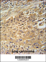 CNNM4 Antibody