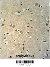 KCTD21 Antibody