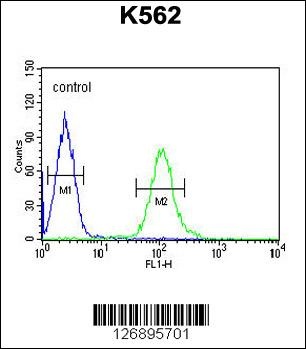 UBAC1 Antibody