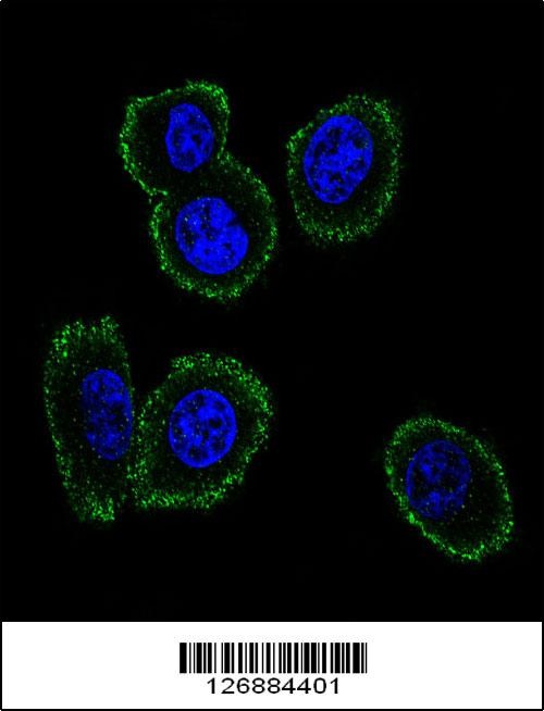 NMB Antibody