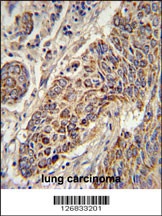 CYC1 Antibody
