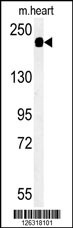SAMD9L Antibody