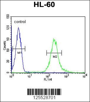 FKBPL Antibody