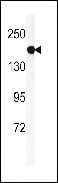 DGKK Antibody