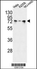 HSPA5 Antibody