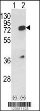 HNRNPL Antibody