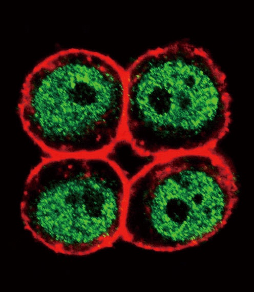PCNA Antibody