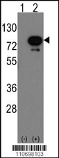 Deaf1 Antibody