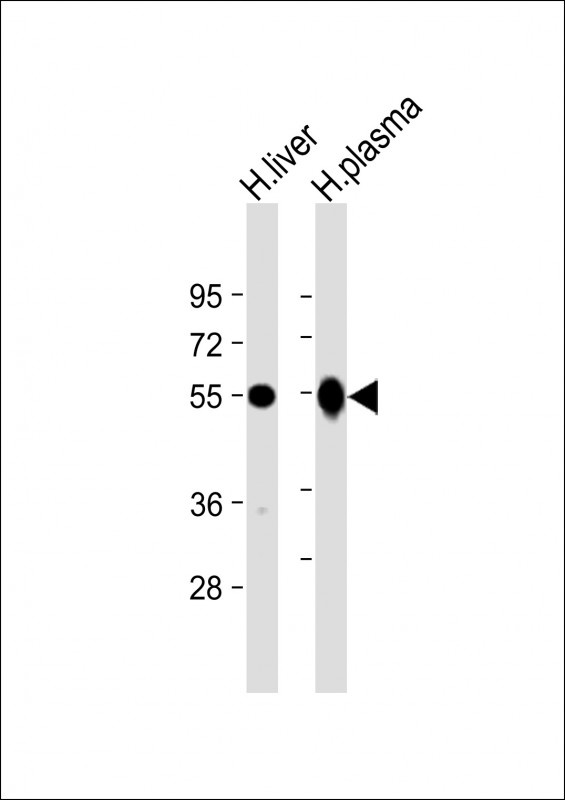 GC Antibody