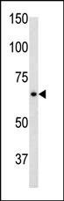 GFAP Antibody