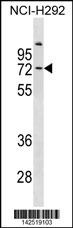 COL9A3 Antibody